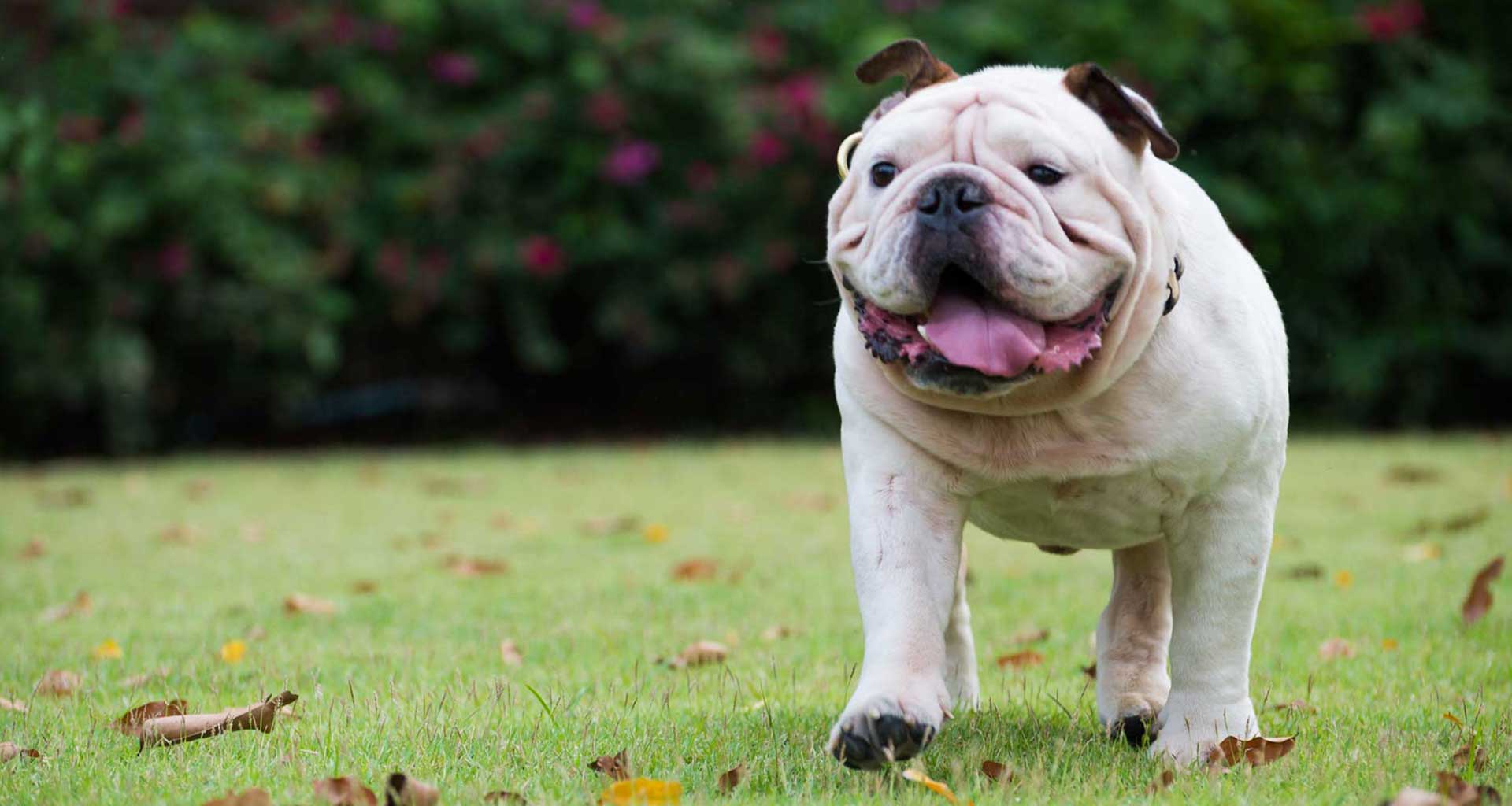 Helping your dog lose weight - Parramatta Veterinary Hospital